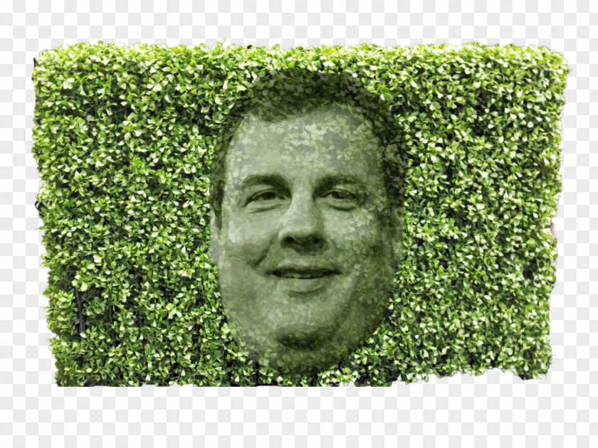 Tree Chris Christie Hedge Trimmer Shrub Fund PNG