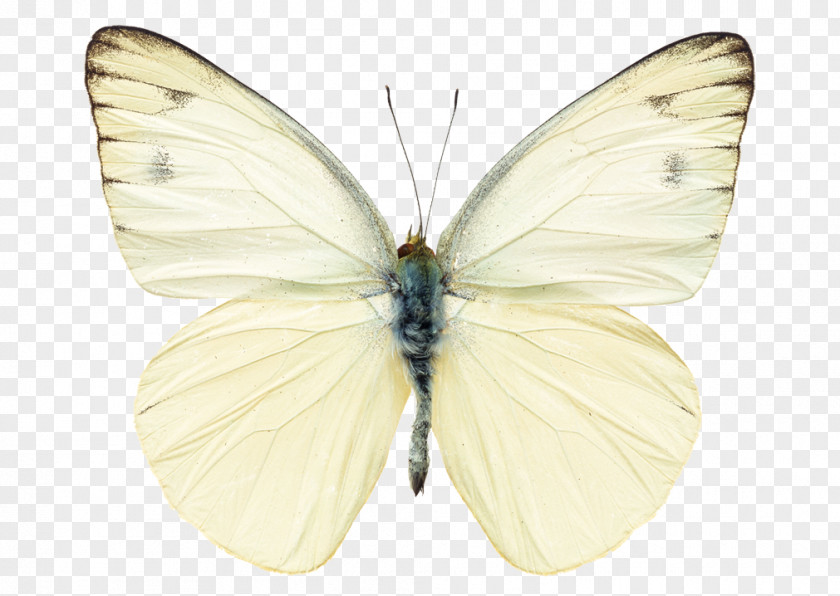 Butterfly Stock Photography Pieris Rapae Insect Royalty-free PNG