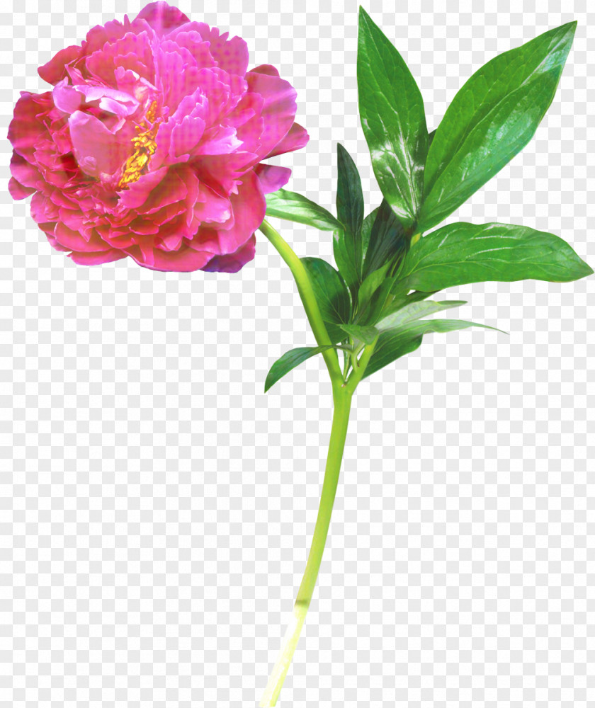 Clip Art Peony Drawing Painting PNG