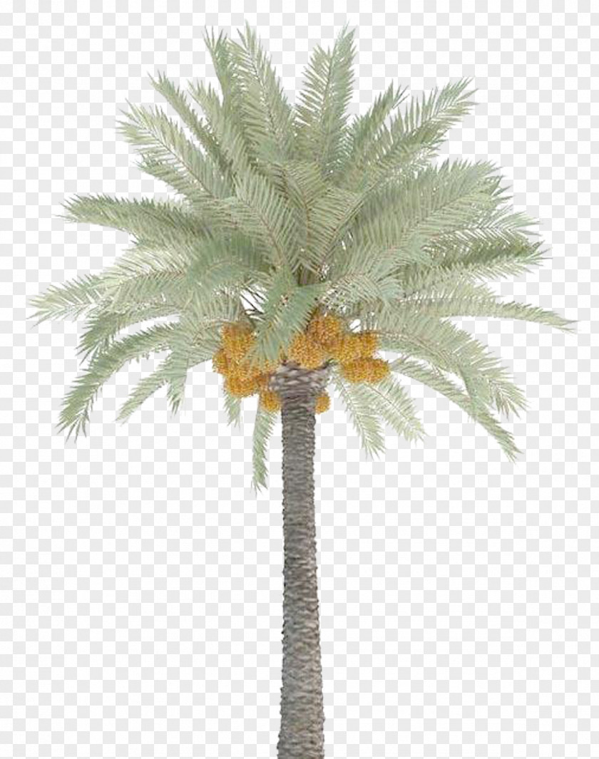 Date Palm Trees PNG