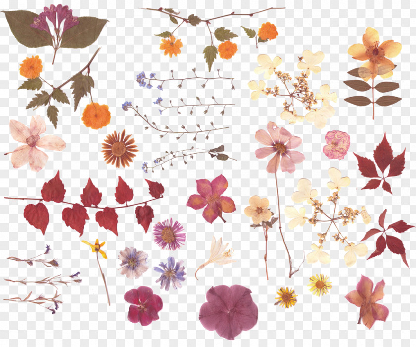 Dried Leaves Flowers Pressed Flower Craft Nosegay Bouquet PNG