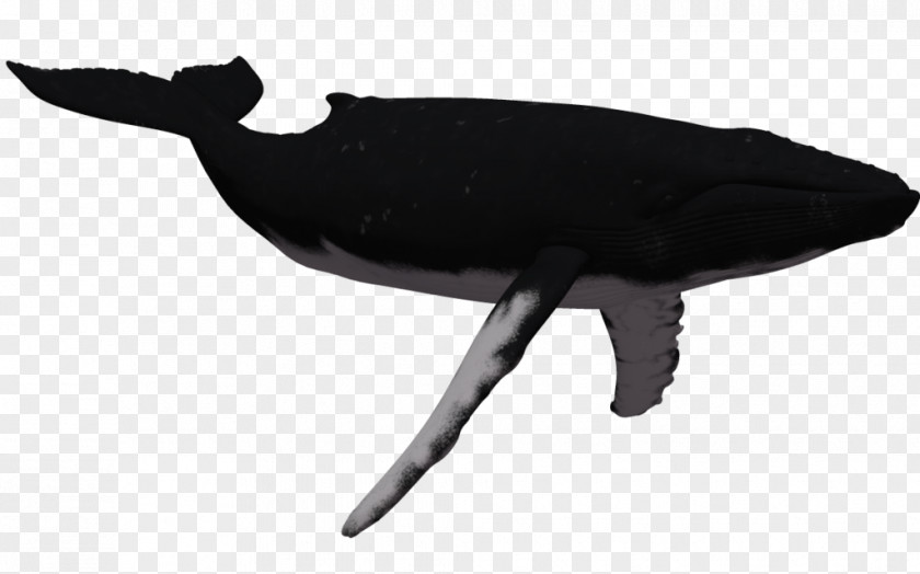 Humpback Whale Clipart Killer Clip Art PNG