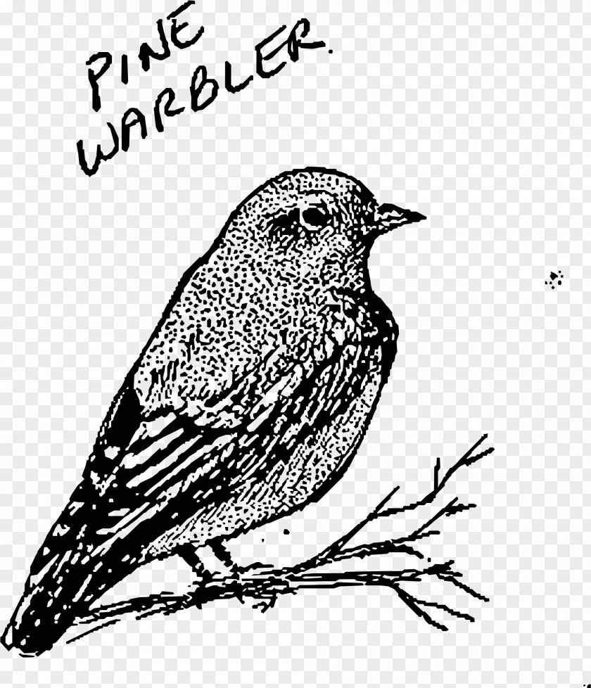 Pine Clipart House Sparrow New World Warbler Bird Finch Drawing PNG