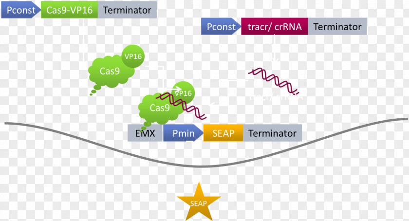 Traffic Light DCas9 Activation System Herpes Simplex Virus Protein Vmw65 CRISPR PNG