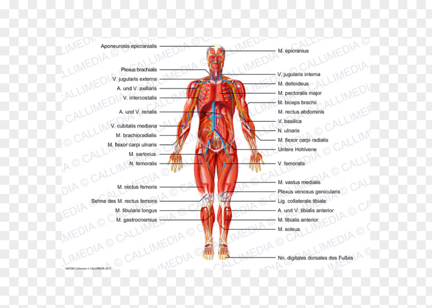 V Jugularis Externa Human Body Anatomy Muscle Nerve PNG