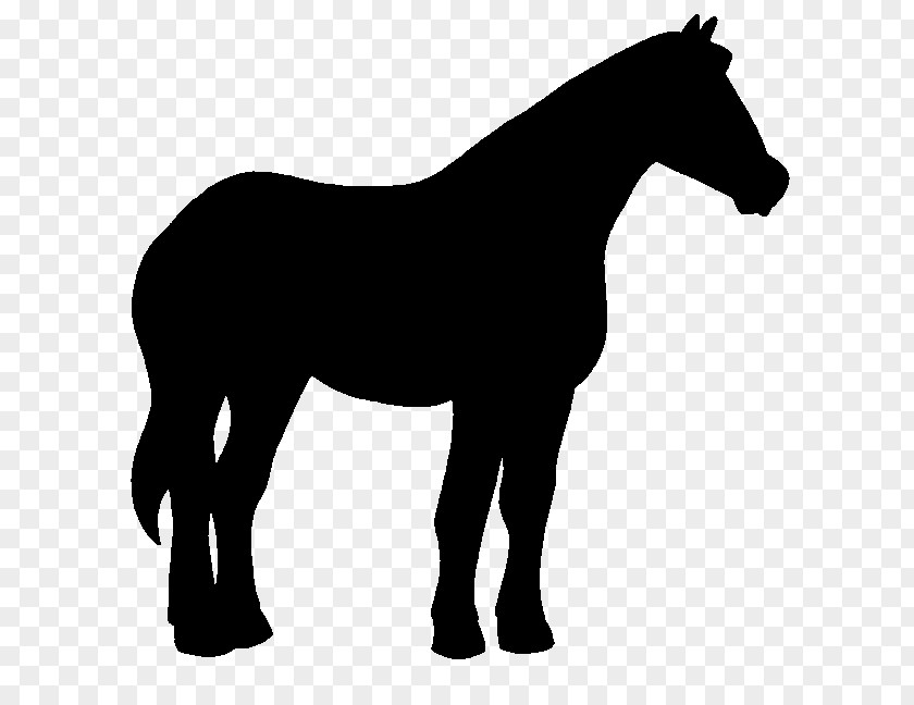 Akhal-Teke Mustang Pony Horse Foal PNG