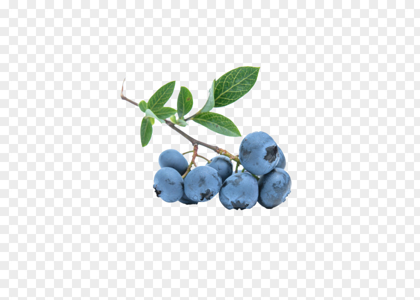 Blueberry Herb Nutrient Fruit PNG