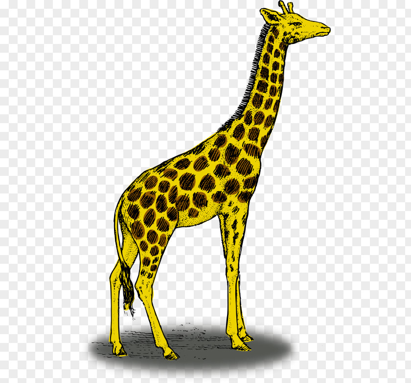 Giraffe Cliparts Reticulated Color Illustration PNG