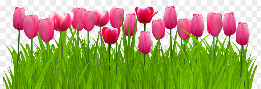 Grass With Pink Tulips Clip Art Image Parrot Graphics PNG