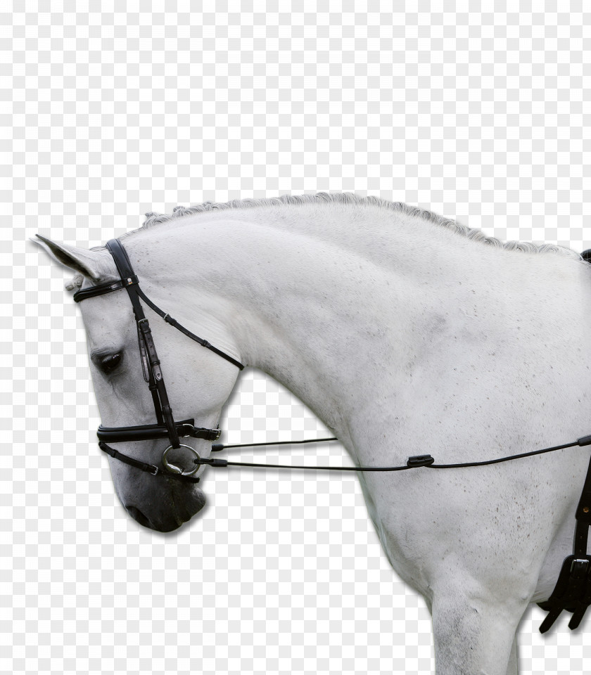 Horse Rein Martingale Equestrian Saddle PNG