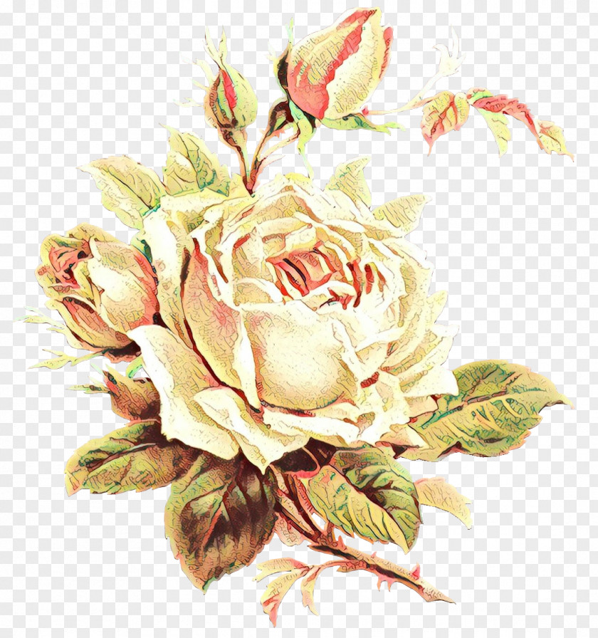 Rose Family Petal Garden Roses PNG