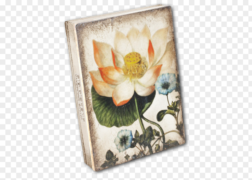Sacred Lotus Hierbas Curativas (obras Singulares) Herbaceous Plant Still Life Picture Frames PNG