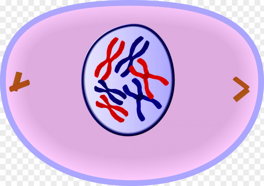 Stage Prophase Mitosis Cell Cycle Division PNG