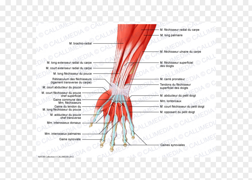 Arm Finger Anterior Compartment Of The Forearm Muscle Muscular System PNG