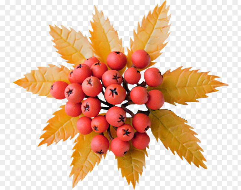 Berries Rowan Desktop Wallpaper Slender Roman Tree PNG