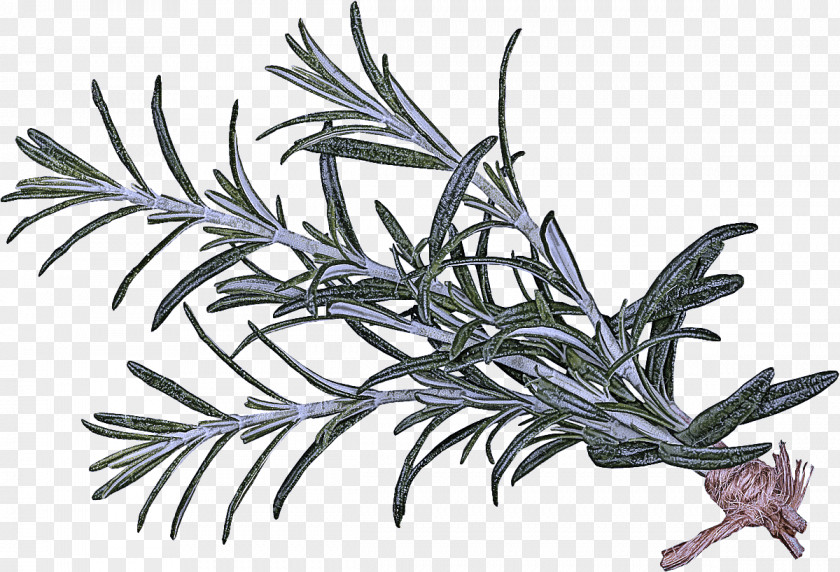 Colorado Spruce Herb Rosemary PNG