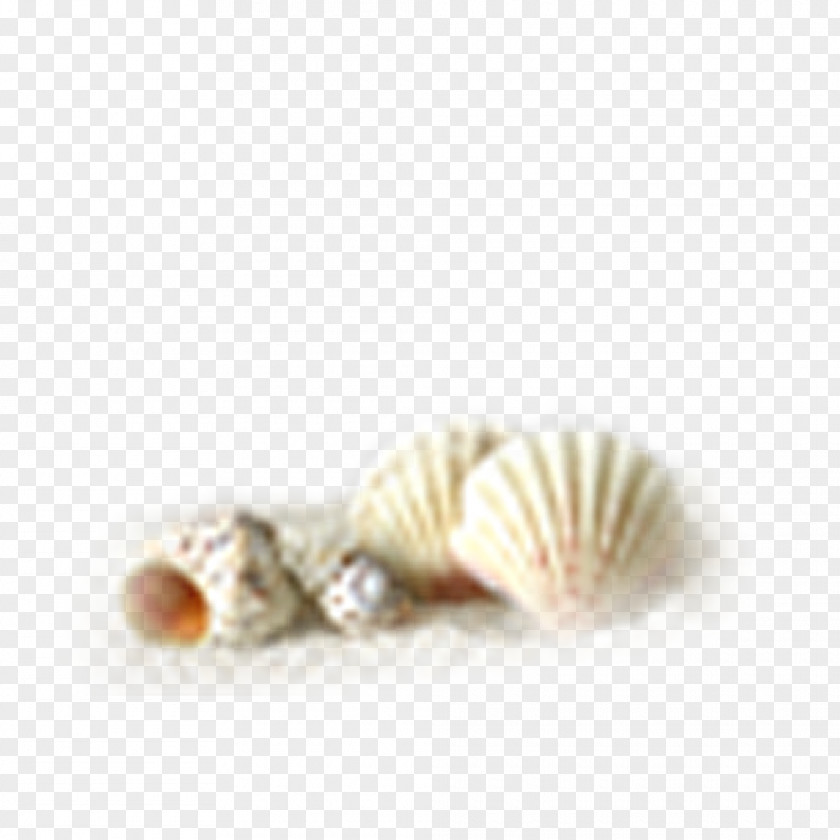 Conch Shell Oyster Seashell PNG