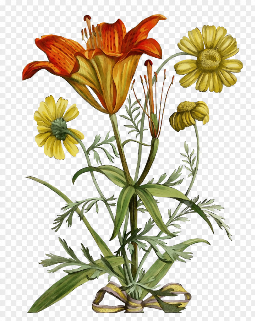 Gazania Herbaceous Plant Flower Wildflower Petal Fritillaria PNG