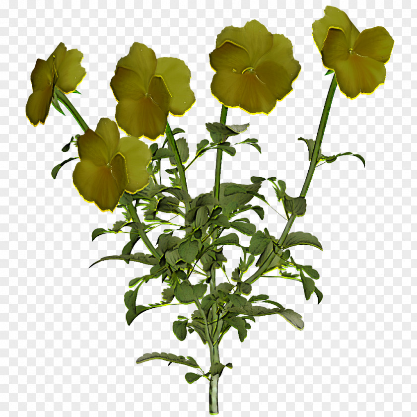 Geranium Wildflower Flower Flowering Plant Leaf Yellow PNG