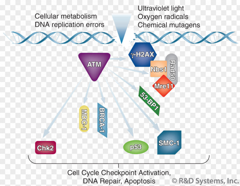 H2AFX Genome Instability Mutation Genomic DNA PNG