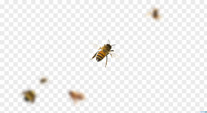 Mosquito Honey Bee PNG