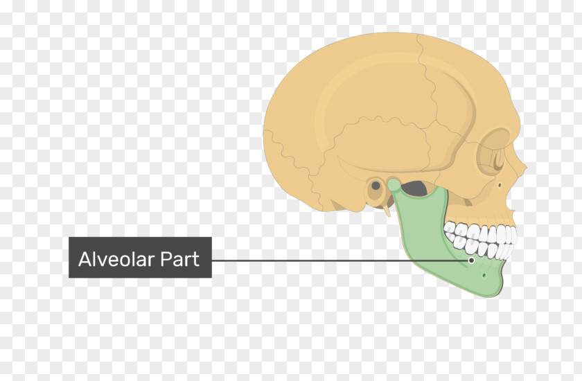 Skull Mandible Mental Foramen Condyloid Process Bone PNG