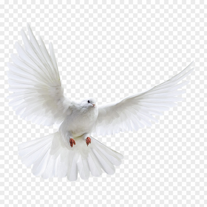 A White Dove Wings Columbidae Bird Photography PNG