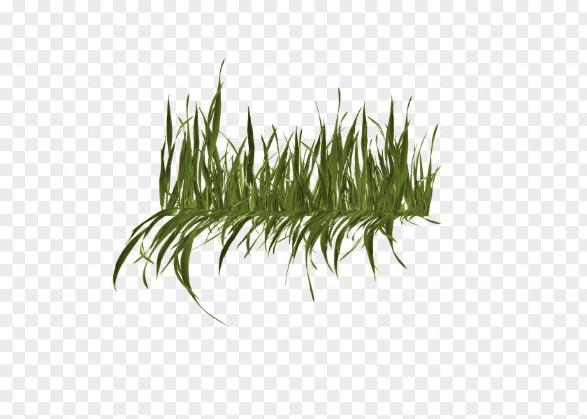 Grass Group Clip Art PNG