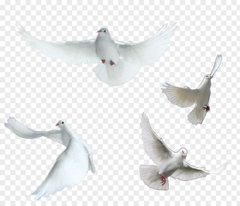 Pigeon Element Homing Rock Dove Columbidae Peace PNG