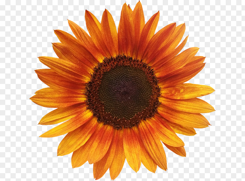 Red Sunflower Common Orange Seed PNG