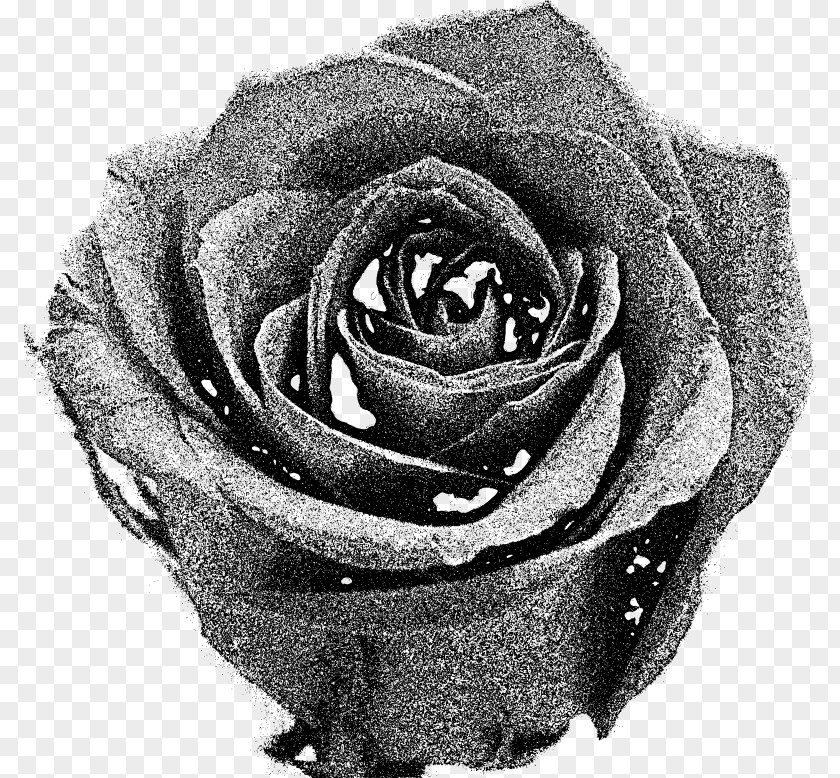 Rose Garden Roses Black And White PNG