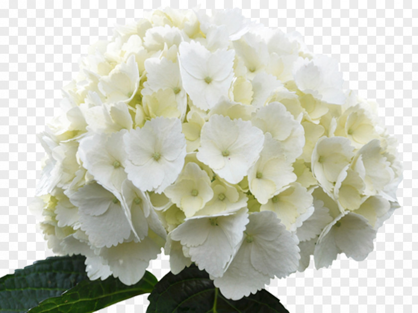 White Flowers French Hydrangea Arborescens Flower Green PNG