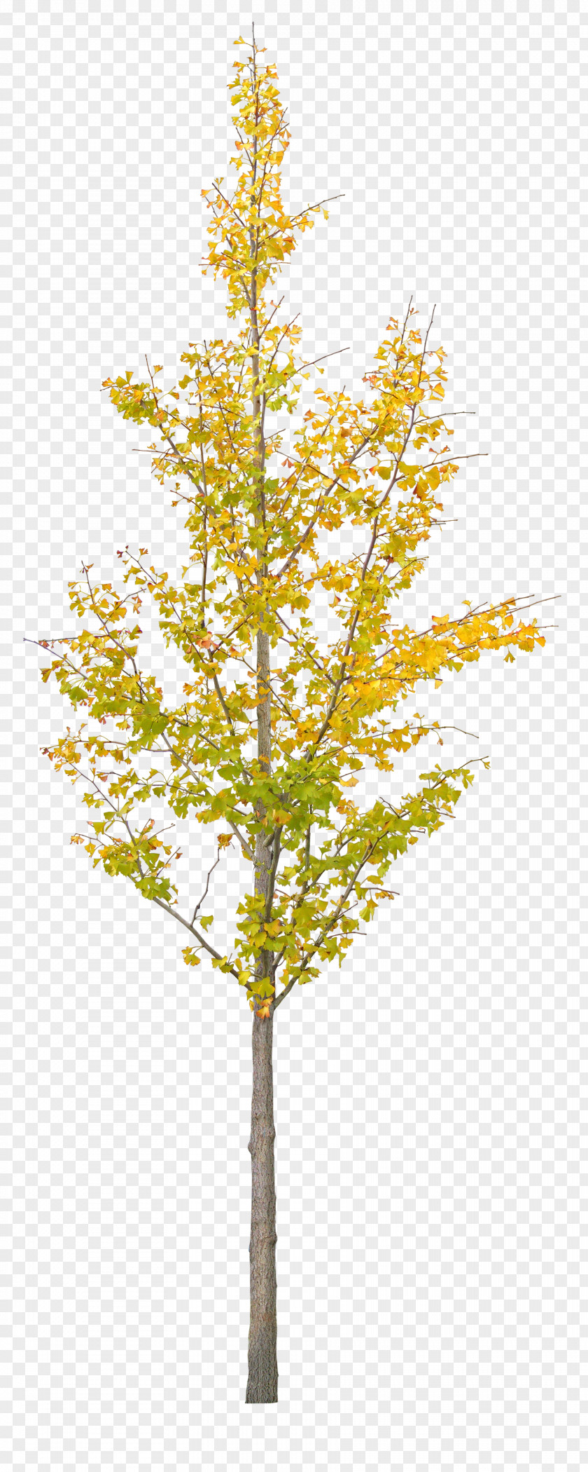 A Ginkgo Tree Biloba PNG