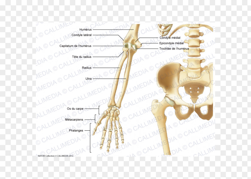 Blitum Capitatum Finger Pelvis Human Anatomy Bone PNG
