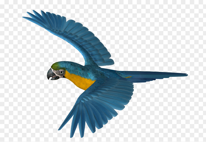Budgerigar Parakeet Macaw Pet Feather PNG