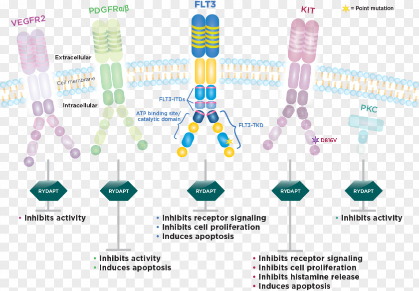 Chemotherapy Midostaurin CD135 Acute Myeloid Leukemia Daunorubicin Cytarabine PNG