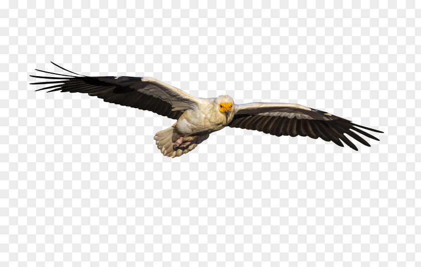 Egyptian Vulture Bald Eagle Shutterstock Stock Photography PNG
