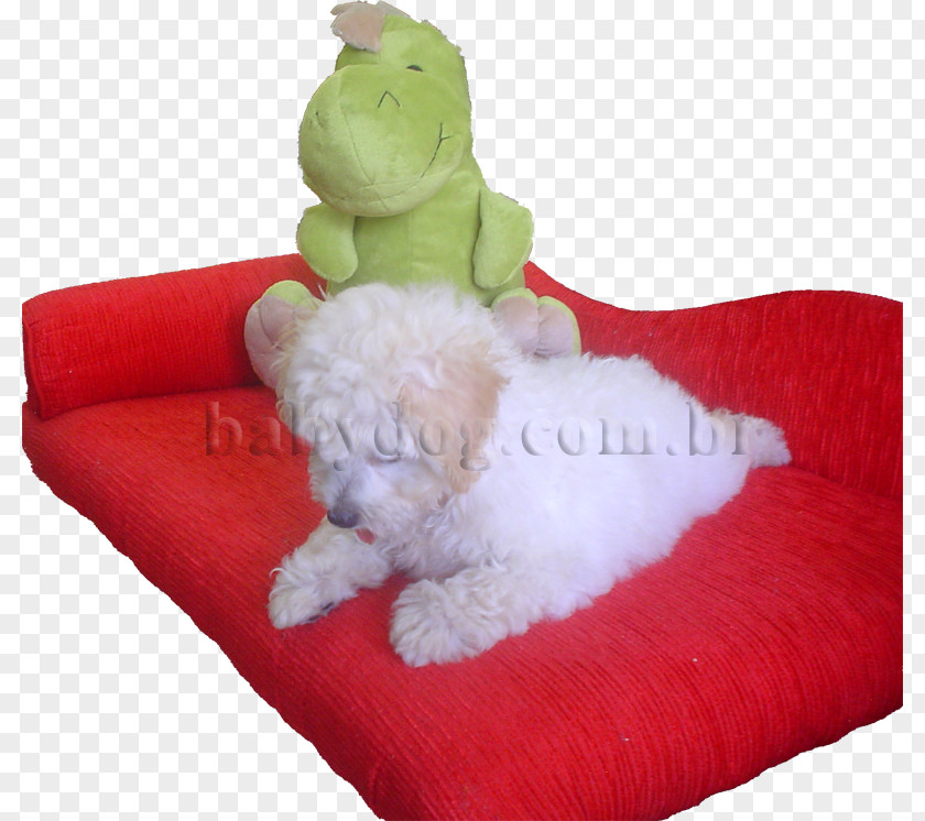 Poodle Toy Maltese Dog Miniature Pinscher Medium PNG