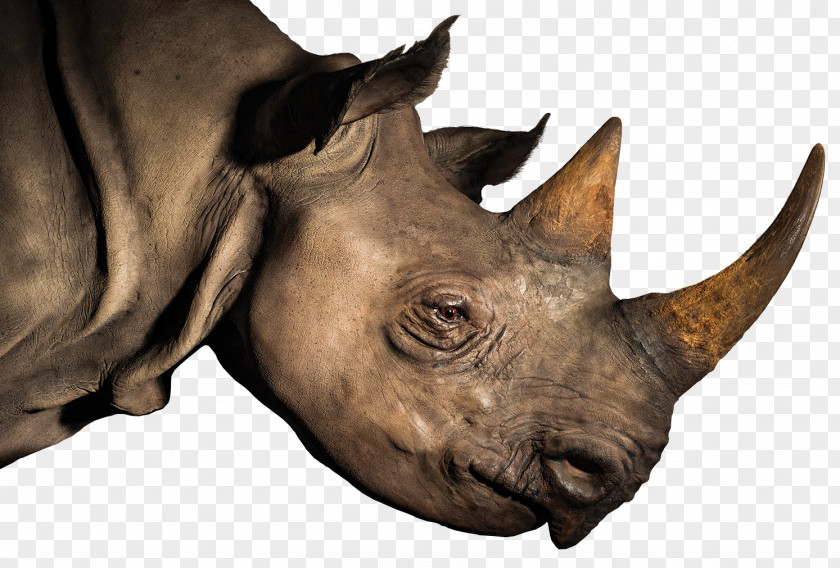 Rhinoceros Horn Elephant LoveLiveServe PNG