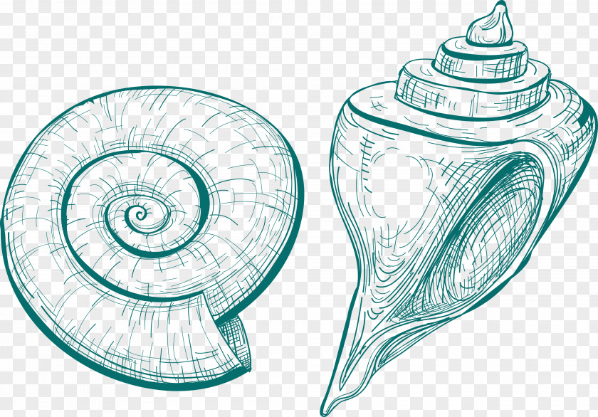 Snail Sea Seashell Shankha Sketch PNG