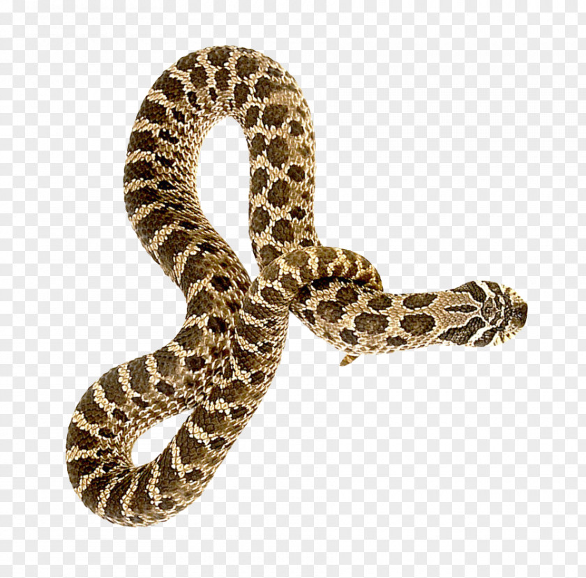 Snake Rattlesnake PNG