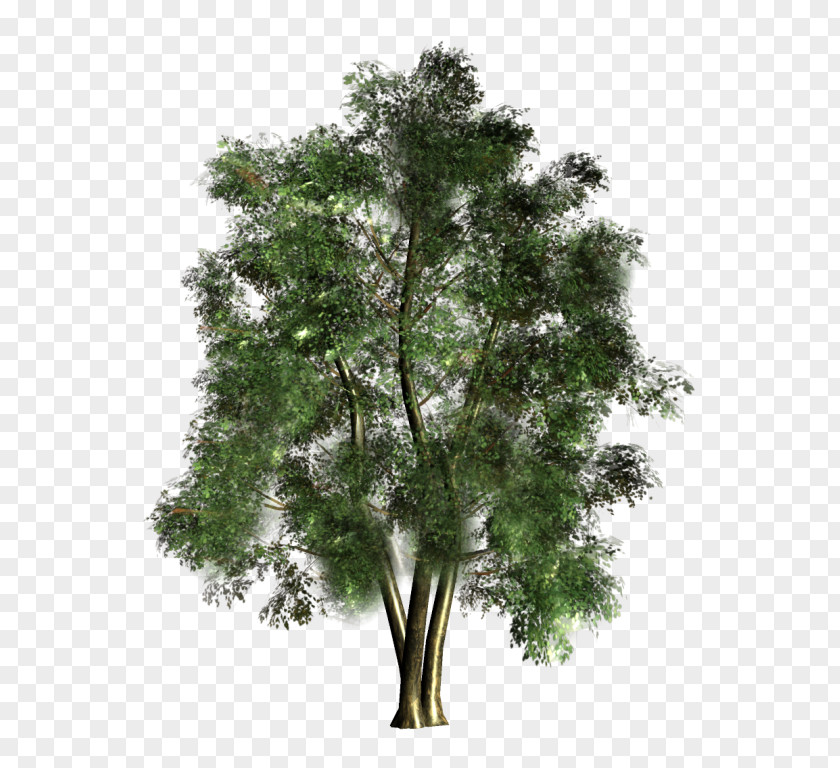 Tree Forest PNG