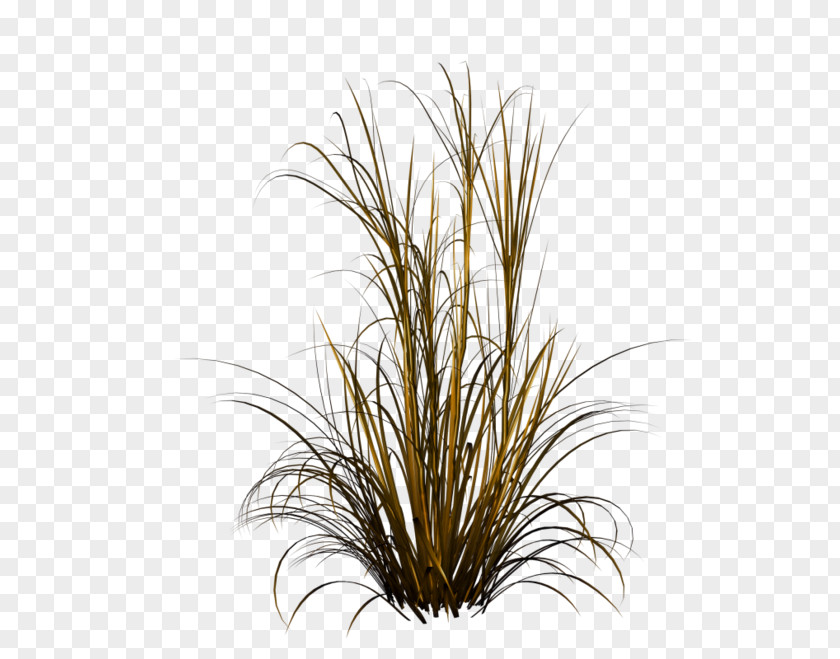 Watercolor Plant Purple Fountain Grass Lawn Grasses Photography PNG