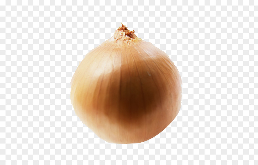 Yellow Onion Shallot PNG