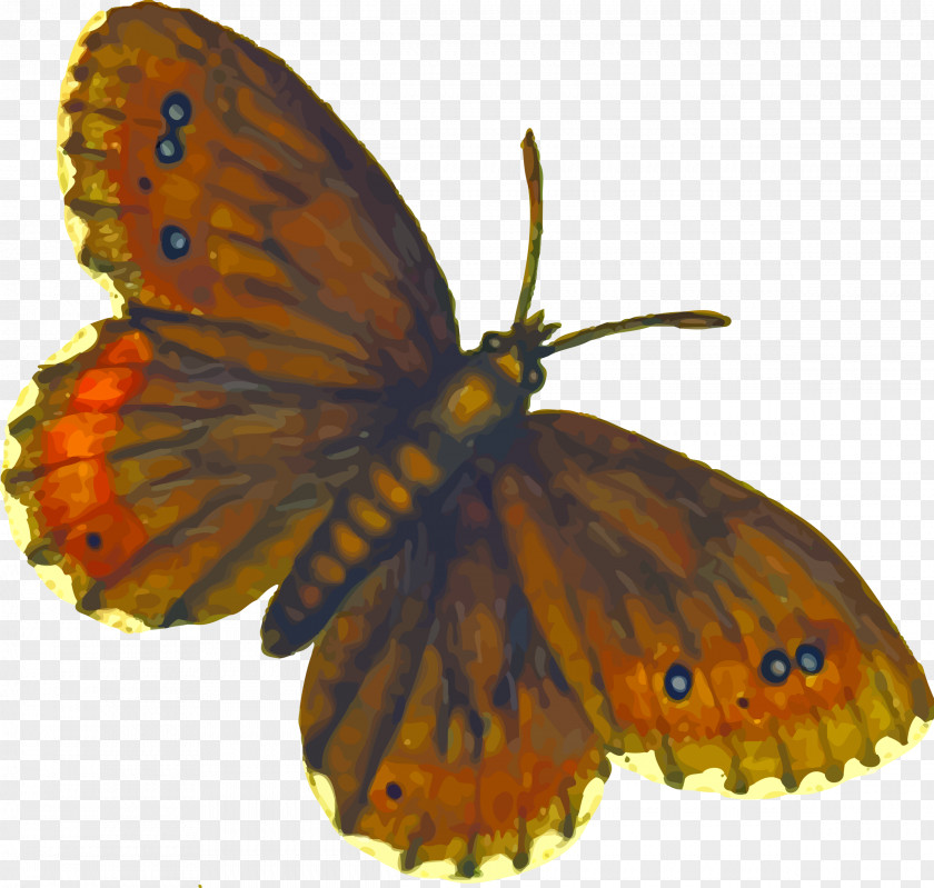 Butterflies Butterfly Insect Clip Art PNG