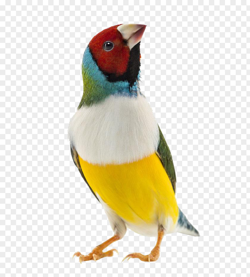 Colored Parrot Feathers Gouldian Finch Zebra Bird Domestic Canary PNG