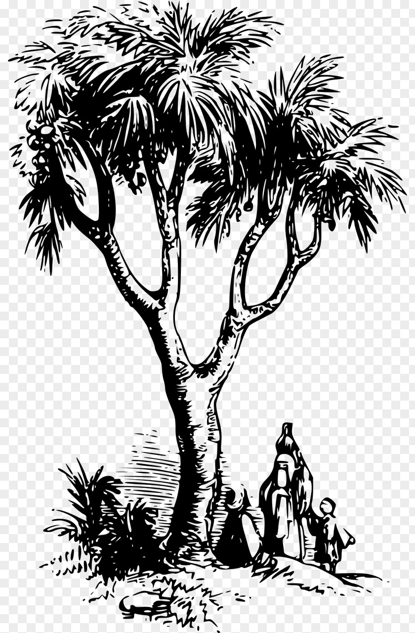 Date Palm Asian Palmyra Arecaceae Drawing Hyphaene Thebaica PNG