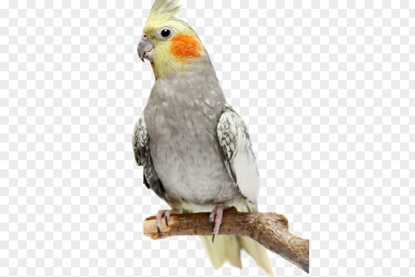 Parrot Cockatiel Budgerigar Bird Stock Photography PNG