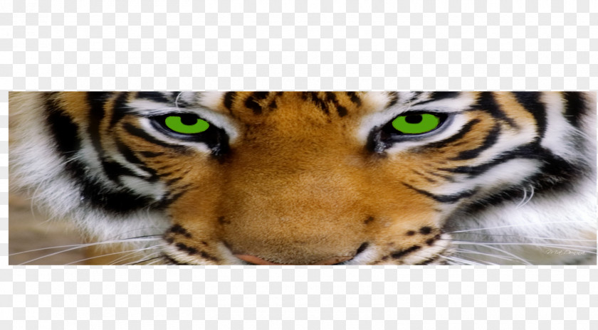 Tiger Whiskers Big Cat Snout PNG