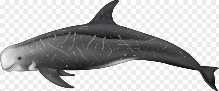 Whales Rough-toothed Dolphin Spinner Tucuxi Common Bottlenose PNG